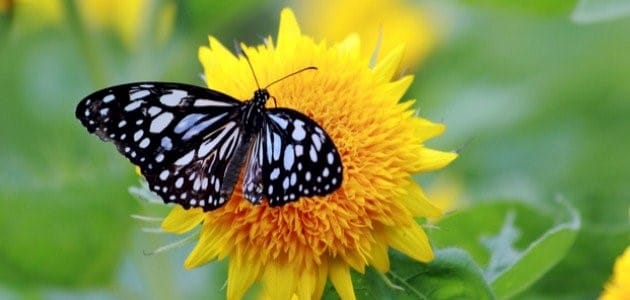 مشهد تعليمي